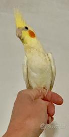 Calopsitta femmina allevata a mano