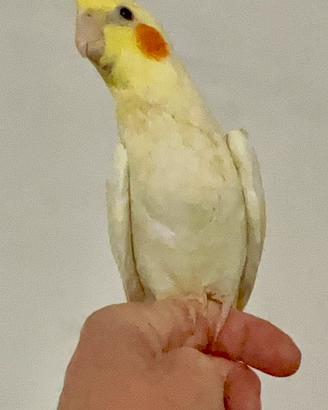 Calopsitta femmina allevata a mano