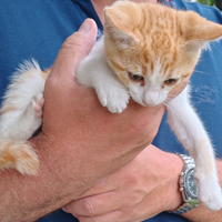 Gattini di due mesi circa