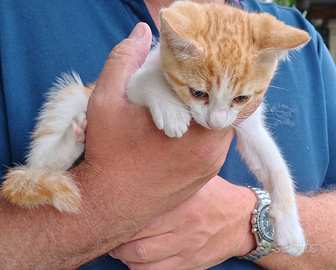 Gattini di due mesi circa