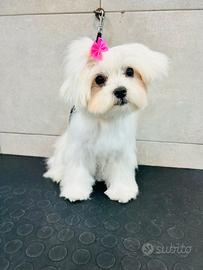 Cuccioli di Maltese
