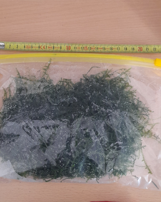 Muschio di giava varietà xmas