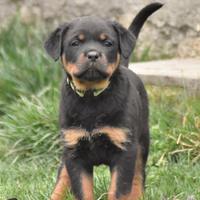 Cuccioli Rottweiler con Pedigree