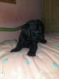 Cucciola di barboncino mini toy