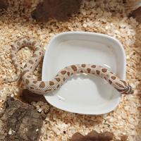 Heterodon nasicus