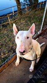 Bull terrier maschio per monta
