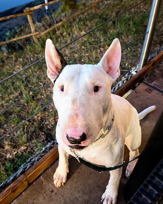 Bull terrier maschio per monta