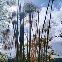 Piante acquatiche per laghetto e minipond