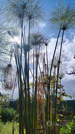 Piante acquatiche per laghetto e minipond