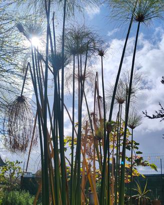 Piante acquatiche per laghetto e minipond