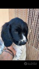 Springer Spaniel Inglese