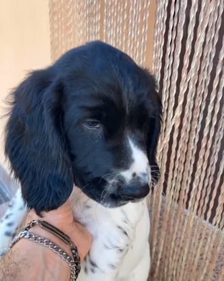 Springer Spaniel Inglese