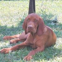 Vizsla Bracco ungherese cuccioli