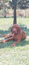 Vizsla Bracco ungherese cuccioli
