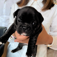 Disponibile cucciola di Bulldog francese