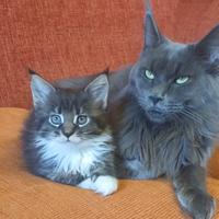 Maine coon cuccioli- ultime femmine disponibili