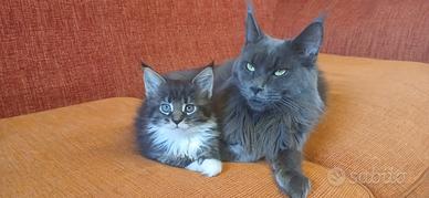 Maine coon cuccioli- ultime femmine disponibili