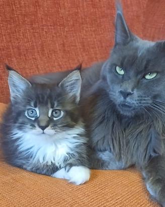 Maine coon cuccioli- ultime femmine disponibili