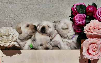 Cuccioli di Labrador Retriever