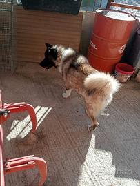 Cuccioli di Akita