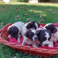 Cuccioli lagotto romagnolo