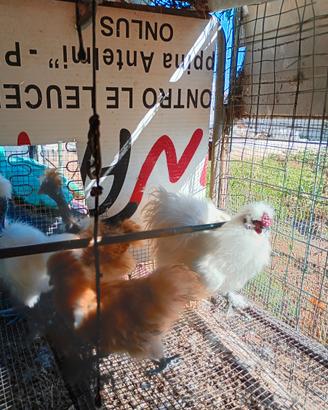 Gallo moroseta