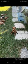 Vendita Pitbull