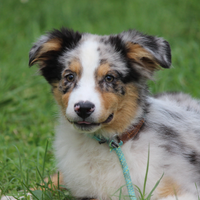 Australian Shepherd