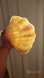 conchiglia grande