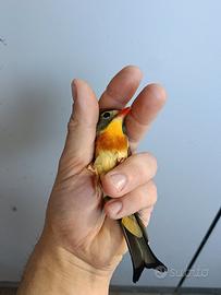 Usignolo del Giappone