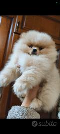 Spitz Pomerania nano Pedigree ENCI