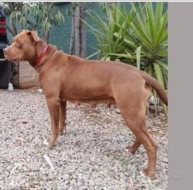 Pitbull