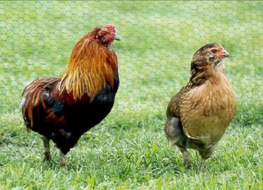 Araucana