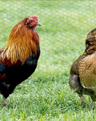 Araucana