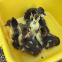 Pulcini di anatra muta nati 29/04/25