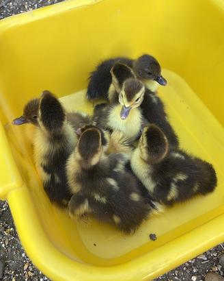 Pulcini di anatra muta nati 29/04/25