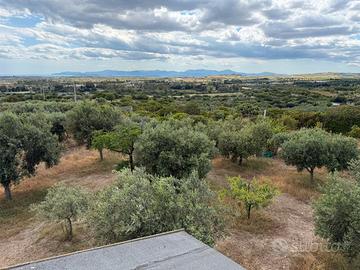 Terreno agricolo con uliveto