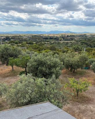 Terreno agricolo con uliveto