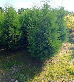 pianta leylandii piramidale  "2001"