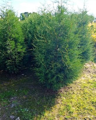 pianta leylandii piramidale  "2001"