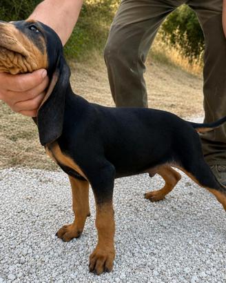 Segugio italiano nero focato