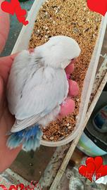 Pappagalli da imbecco