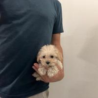 Maltipoo ( Barboncino / Maltese) disponibili