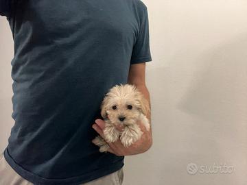 Maltipoo ( Barboncino / Maltese) disponibili