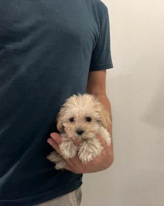 Maltipoo ( Barboncino / Maltese) disponibili