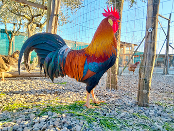 Livorno selvatico oro