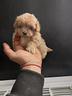 maltipoo-figli-di-barboncino-teacup