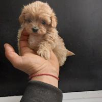 Maltipoo figli di barboncino teacup