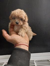 Maltipoo figli di barboncino teacup