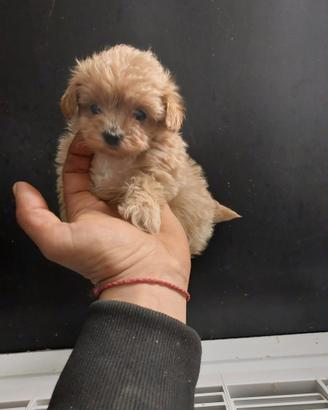 Maltipoo figli di barboncino teacup